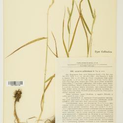 Agropyron Gaertn.