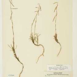 Arabis L.
