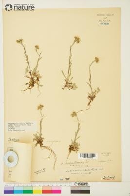 Antennaria corymbosa