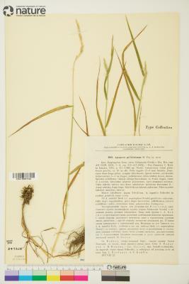 Agropyron Gaertn.