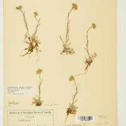 Antennaria corymbosa