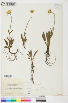 Arnica lonchophylla