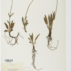 Arnica lonchophylla