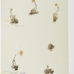 Antennaria rosea