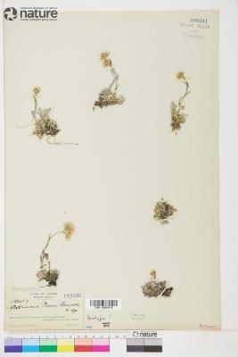 Antennaria rosea