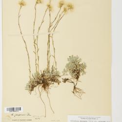 Antennaria rosea