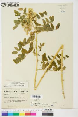 Astragalus L.