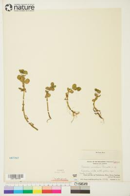 Bacopa rotundifolia