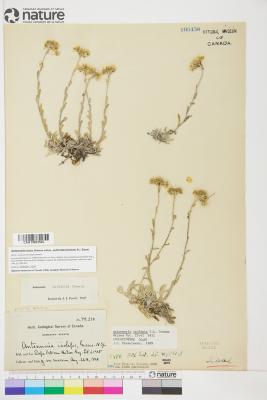 Antennaria rosea