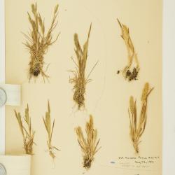 Agrostis exarata