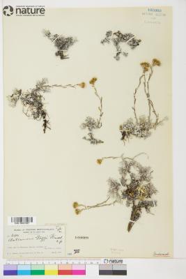Antennaria alpina