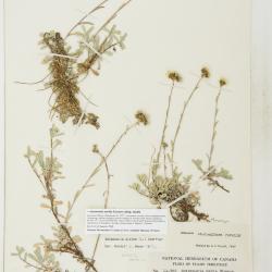 Antennaria media