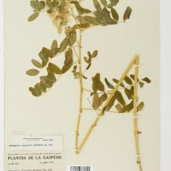Astragalus L.