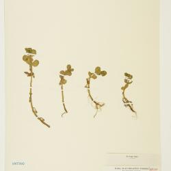 Bacopa rotundifolia