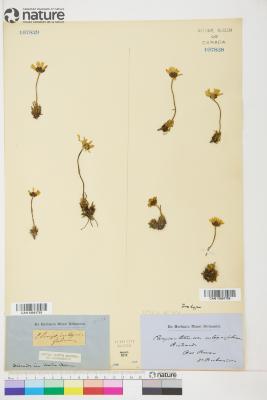 Arctanthemum integrifolium