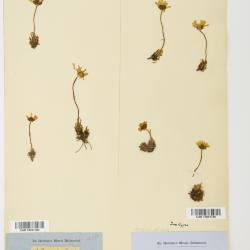Arctanthemum integrifolium