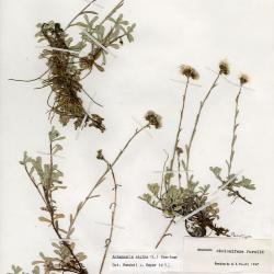 Antennaria media