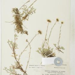 Antennaria media