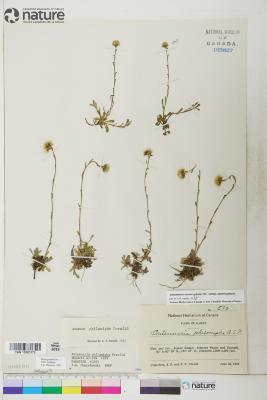 Antennaria monocephala