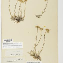 Antennaria rosea