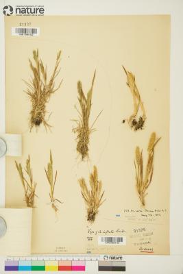 Agrostis exarata