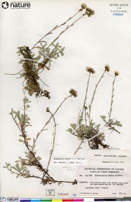 Antennaria media