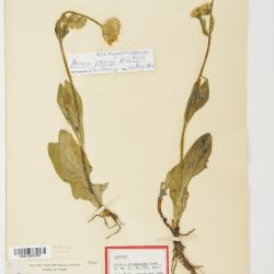 Arnica L.