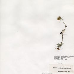 Antennaria media