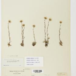 Antennaria monocephala