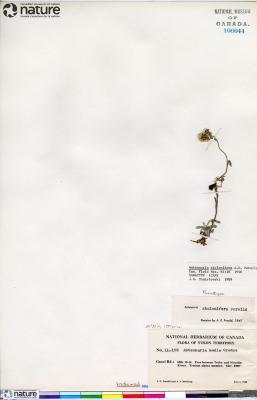 Antennaria media