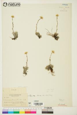 Antennaria rosea