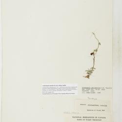 Antennaria media