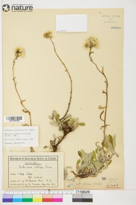 Antennaria howellii