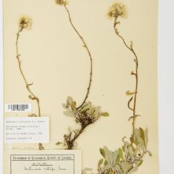 Antennaria howellii