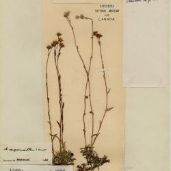 Antennaria alpina