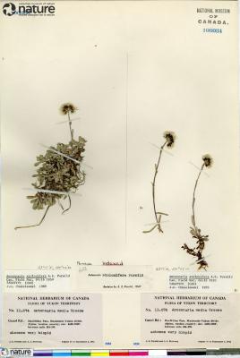 Antennaria media