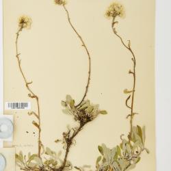 Antennaria howellii