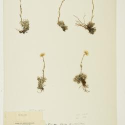 Antennaria rosea