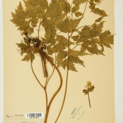 Actaea L.