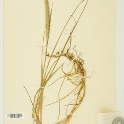 ?˘ Elyhordeum Mansfeld ex Tsitsin & K.A.Petrova