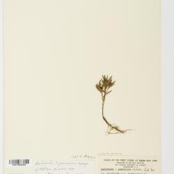 Andromeda polifolia