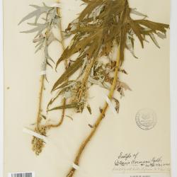 Artemisia tilesii