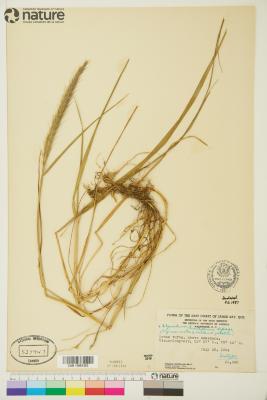 ?˘ Elyhordeum Mansfeld ex Tsitsin & K.A.Petrova