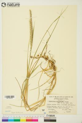 ?˘ Elyhordeum Mansfeld ex Tsitsin & K.A.Petrova