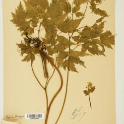 Actaea L.