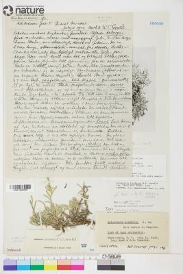 Antennaria rosea
