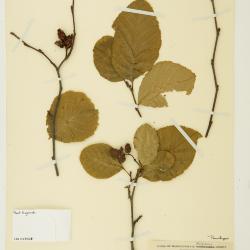 Alnus serrulata