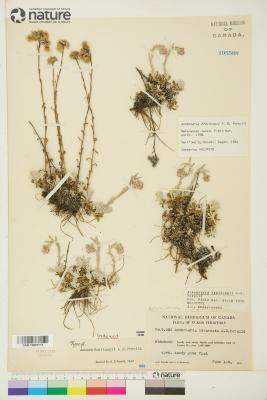 Antennaria rosea