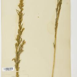Artemisia L.