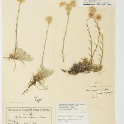 Antennaria rosea